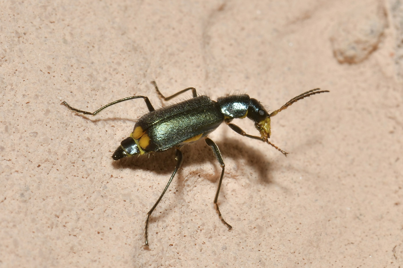 Malachiidae: Clanoptilus emarginatus, femmina